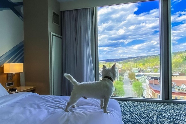 Ithaca Marriott Downtown on the Commons image 14